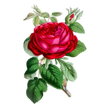 Vintage Victorian botanical illustration of a large red and pink cabbage rose in full bloom with small buds and silvery-green foliage. White background.
