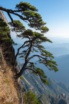 View of a twisted pine tree growing from a steep granite cliff in the Huangshan mountains overlooking misty peaks Huangshan City, Anhui, China.