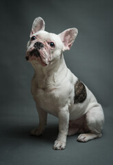 Obraz premium Studio portrait with dramatic lighting of a french bulldog on plain gray background