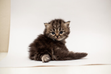 persian cat on a white background © hcarbuccia