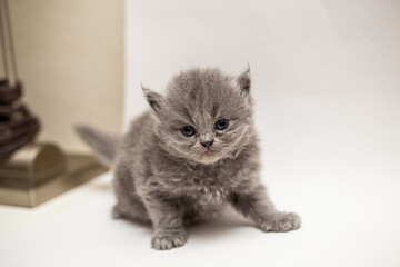 kitten on white background © hcarbuccia