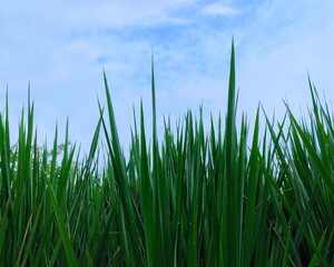 Obraz premium green grass and blue sky nature baground 