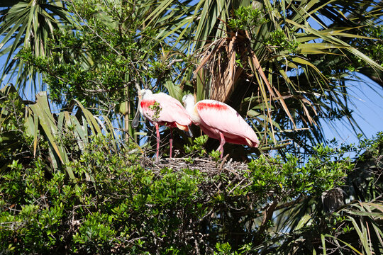 Roseate Spoonbill in a tree