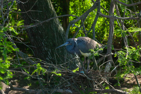 Try colored Heron in a tree