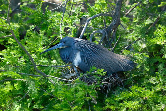 Try colored Heron in a tree