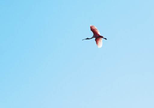 Roseate spoonbill in flight