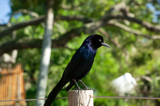 Black Bird perched on a fence post