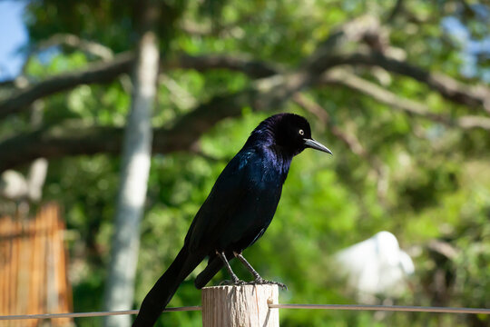 Black Bird perched on a fence post