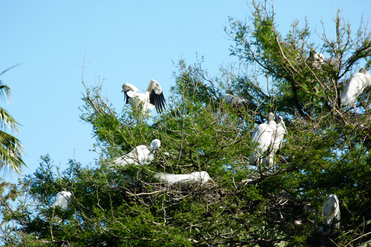 Great Heron in a tree