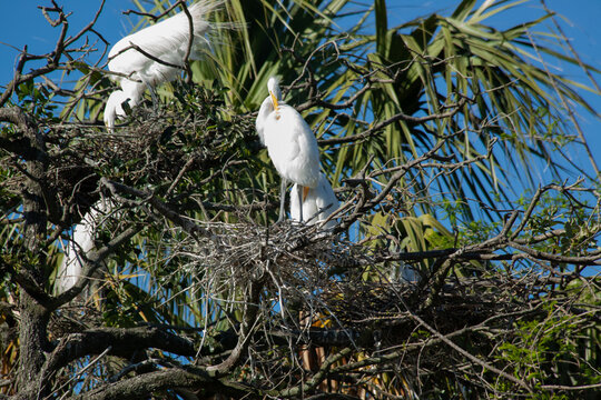 Great Heron in a tree