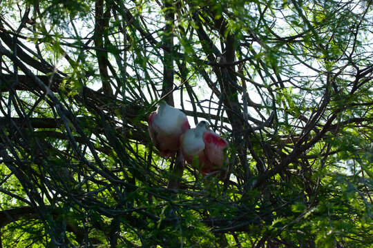 Roseate spoonbill in a tree