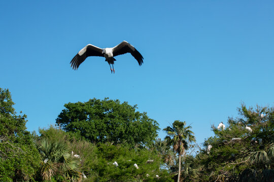 Wood stork in a tree