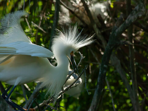Snowy Egret in a tree
