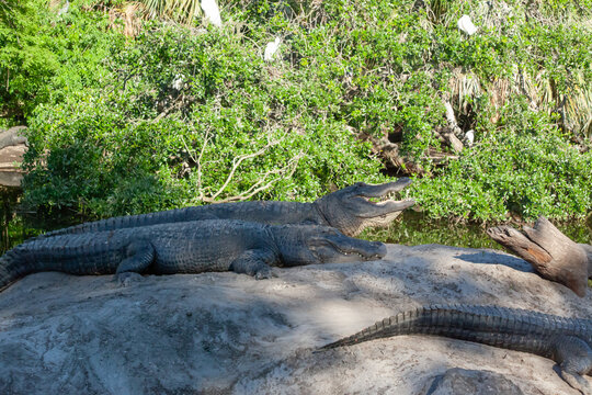 Alligator in the sunshine
