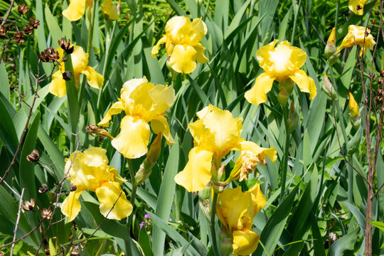 yellow iris