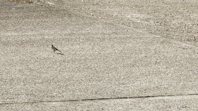 Tiny bird running across rough pavement 4K