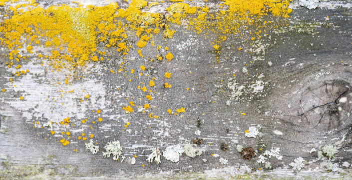 Close up of Lichen Growing on Wood Board in Pacific Northwest USA