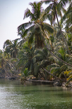 View of lush coconut palm trees leaning over the calm backwaters under a bright sky Kannur, Kerala, India.
