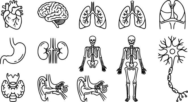 Human organs icons set with heart brain lungs stomach kidneys bones thyroid ear neuron for anatomy biology medical science and healthcare.
