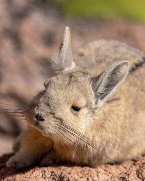 View of a Southern Viscacha resting on a sunlit rock with its long whiskers and soft fur in San Pedro de Atacama, Antofagasta, Chile.