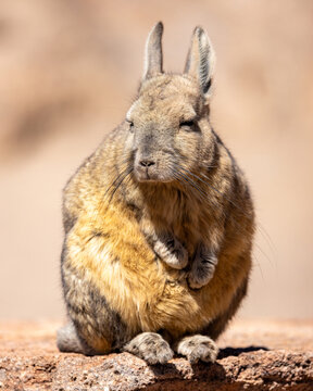 View of a Southern Viscacha sitting on a rock with its thick fur and long ears in the desert landscape of San Pedro de Atacama, Antofagasta, Chile.
