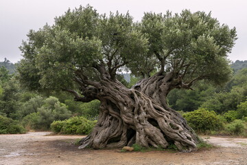 Fototapeta premium Ancient Olive Tree with an Imposing Gnarled Trunk in Mediterranean Landscape, Invoking Timelessness and Resilience