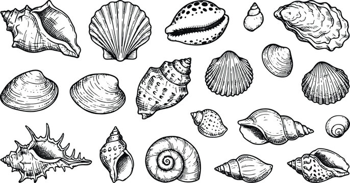 Vintage seashell sketch collection featuring detailed marine shell engraving isolated vector illustration