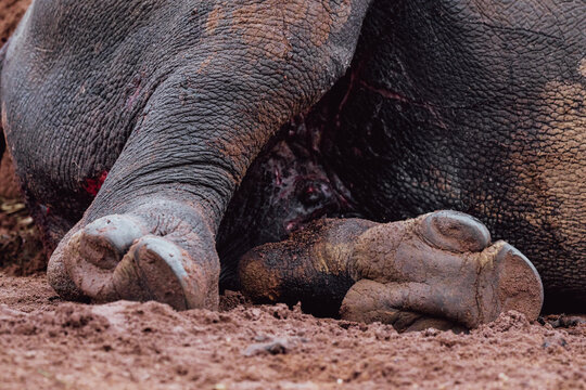 View of the textured mud-caked skin and feet of a rhinoceros lying on the ground in Limpopo, South Africa.