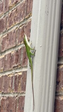 I saw a lizard on the wall in my home in Fort Worth, Texas, USA.