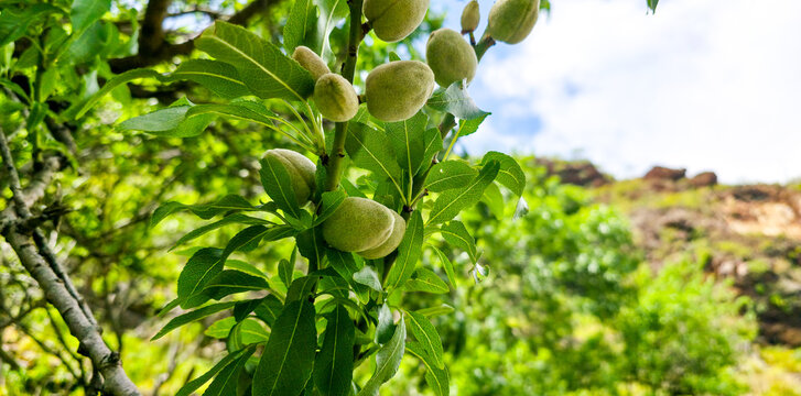 Green unripe almonds growing on a tree branch surrounded by lush green leaves in a natural outdoor setting during daylight.