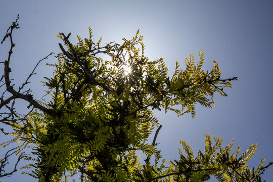 Honey locust tree against clear blue sky