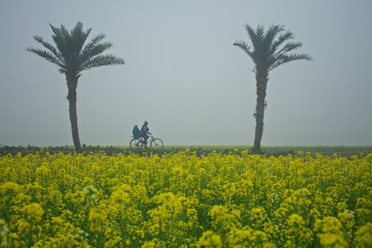 Joypurhat, Bangladesh - 10 January 2024: View of a person riding a bicycle past palm trees in a blooming yellow mustard field under a foggy sky.