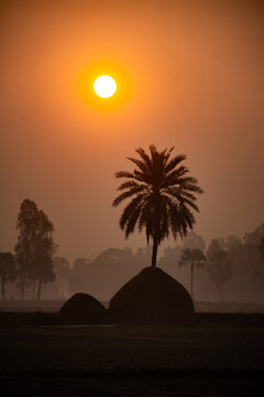 Joypurhat, Bangladesh - 24 November 2023: View of a lone palm tree silhouette standing on a haystack against a vibrant orange sunset in a hazy rural landscape.