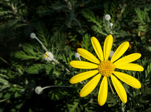 Yellow euryops pectinatus flower macro closeup. Perfect for nature lovers, design projects, and background concepts.