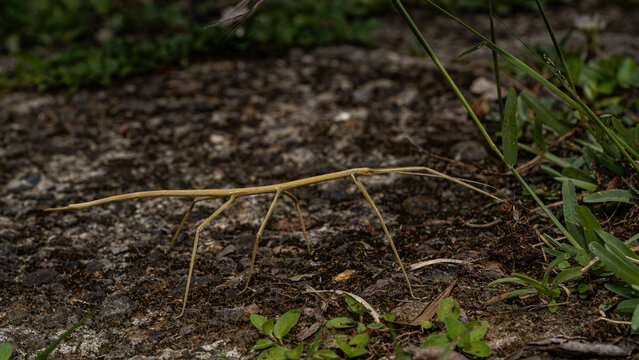 stick bug