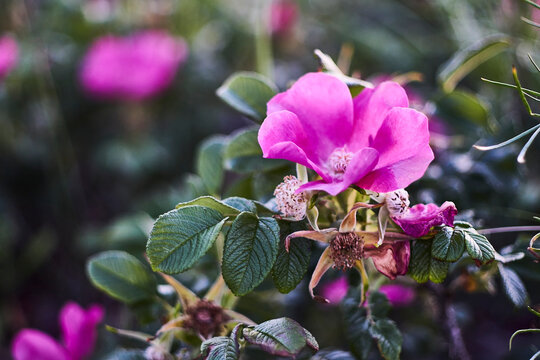 Close up of a rugosa rose or a beach rose during sunset.