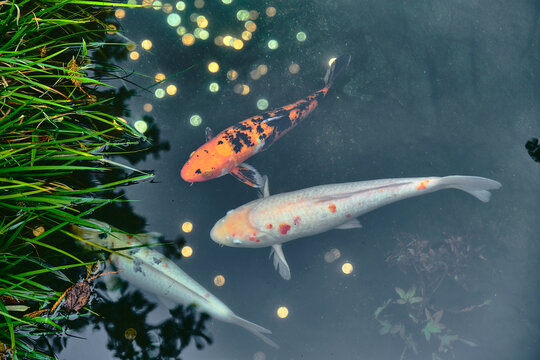 Koi fish swimming in a pond full of coins.