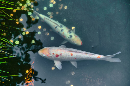 Koi fish swimming in a pond full of coins.