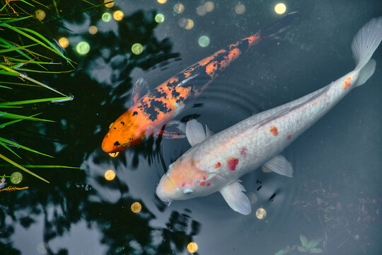 Koi fish swimming in a pond full of coins.