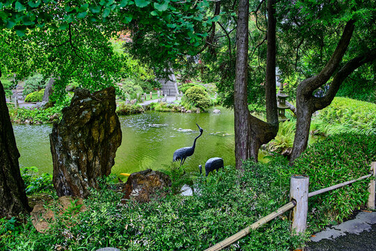 Heron statues in a pond in a Japanese Tea Garden. 