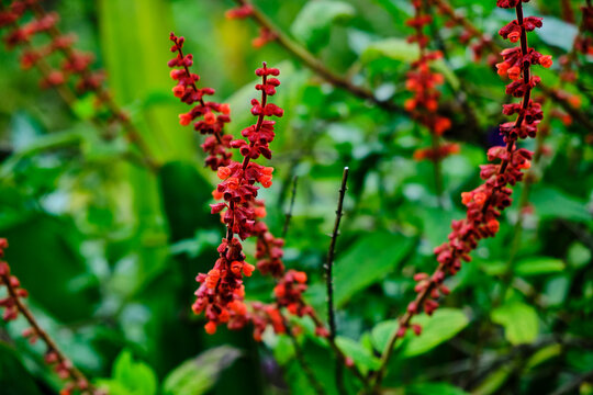 Close up of a Sabra Spike Sage