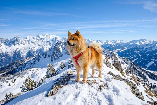Beautiful eurasier dog on snow covered rocky mountain peak
