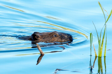 American Beaver swimming © Nature Photo