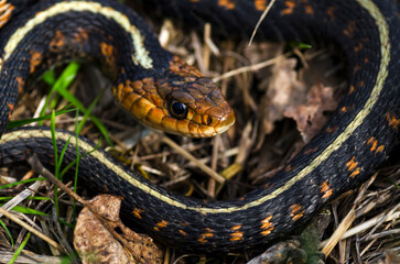 Fototapeta premium Western Garter Snake closeup