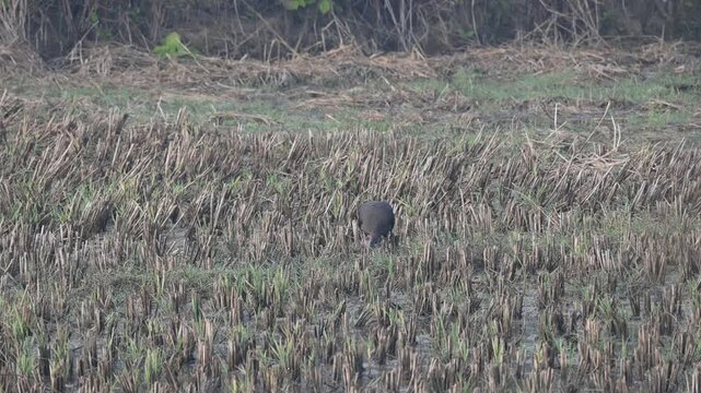 Red naped Ibis foraging in a harvested agricultural field. Its common name is Pseudibis papillosa, Indian black ibis and black ibis. It is a species of ibis found in the plains, agriculture fields.