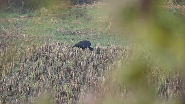 Red naped Ibis foraging in a harvested agricultural field. Its common name is Pseudibis papillosa, Indian black ibis and black ibis. It is a species of ibis found in the plains, agriculture fields.