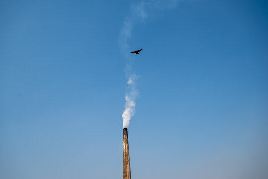 Narayanganj, Bangladesh - 20 November 2025: View of a tall brick kiln chimney emitting white smoke into a clear blue sky with a bird flying nearby.
