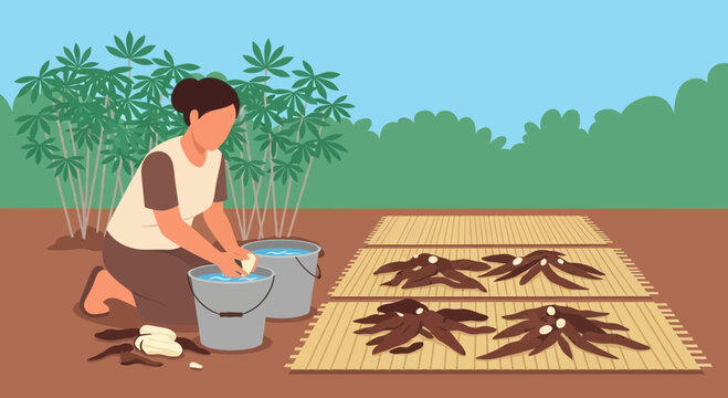 Woman washing cassava roots outdoors near cassava plants, preparing for drying.