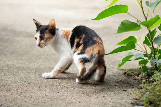 cute cat on the ground