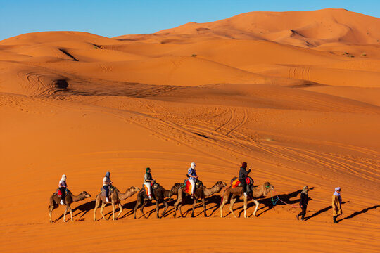 Merzouga, Morocco - 12 February 2025: View of a camel caravan with tourists riding across the orange sand dunes of Erg Chebbi under a clear blue sky.